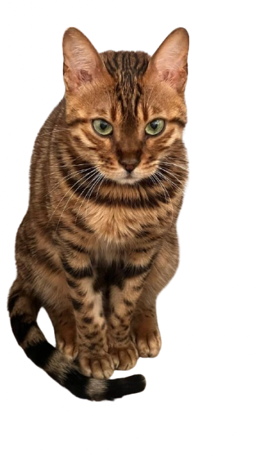 Менеджер по клиентскому сервису